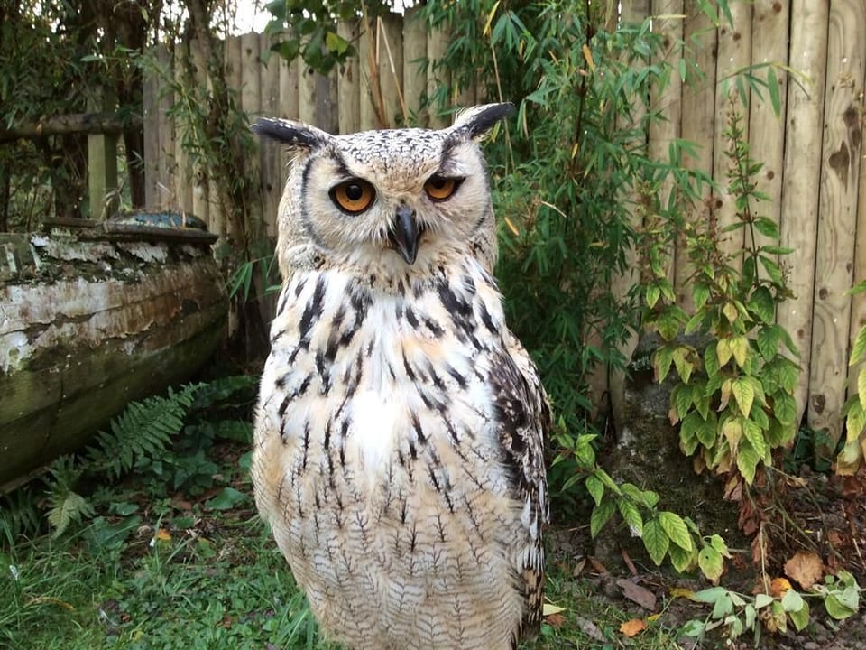woody is part of the garden ( and yes he is real )