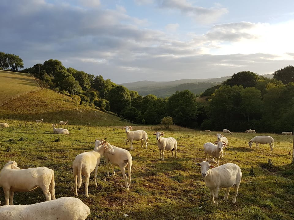 Sheep in the big field