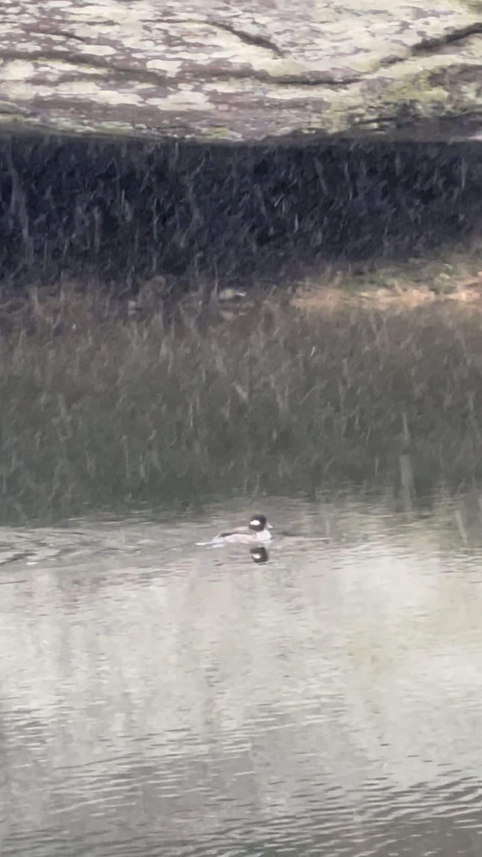 Rare wild duck