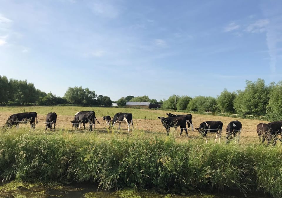 Our nosey neighbours!!!