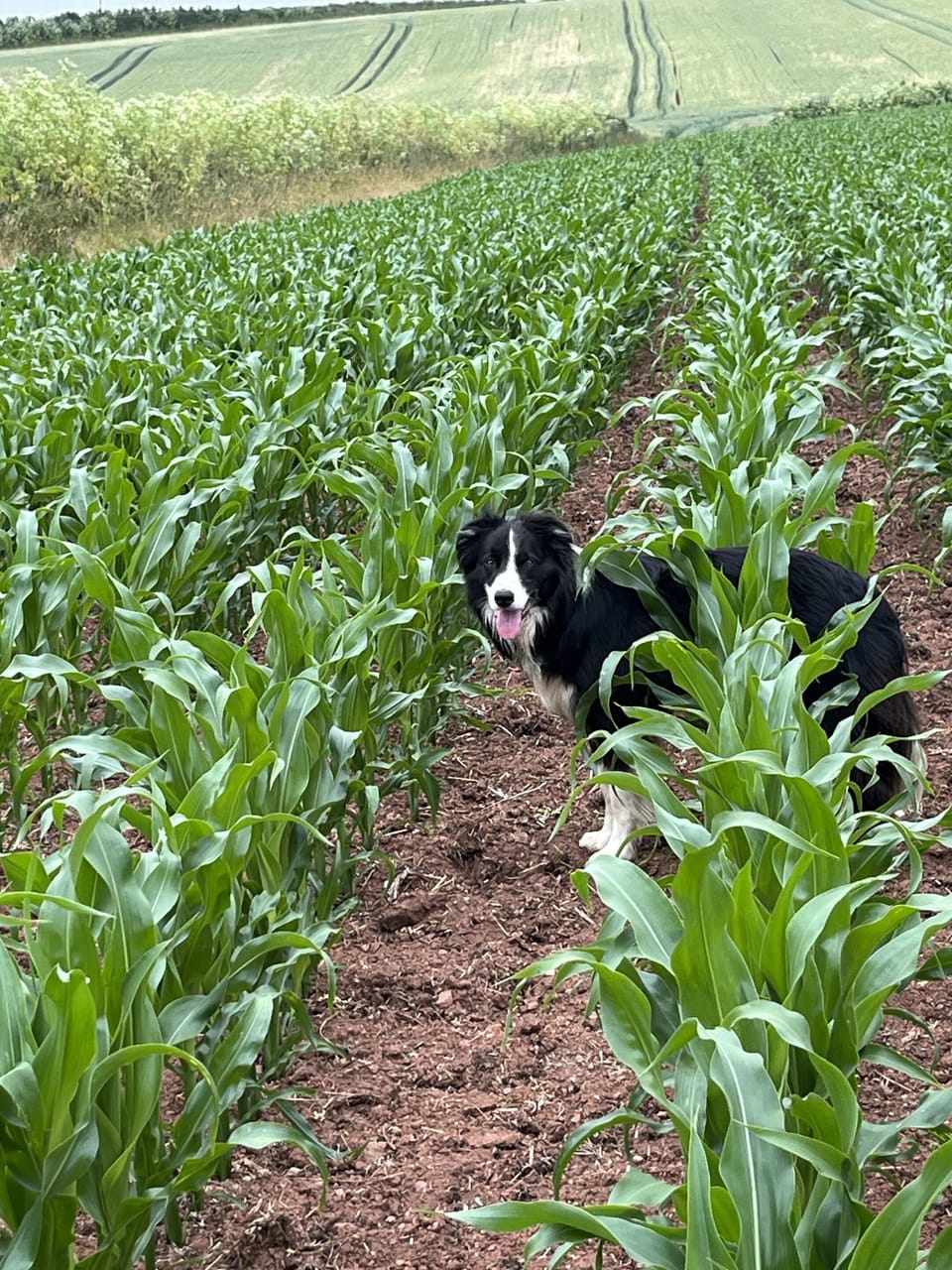 Checking the maize crop 