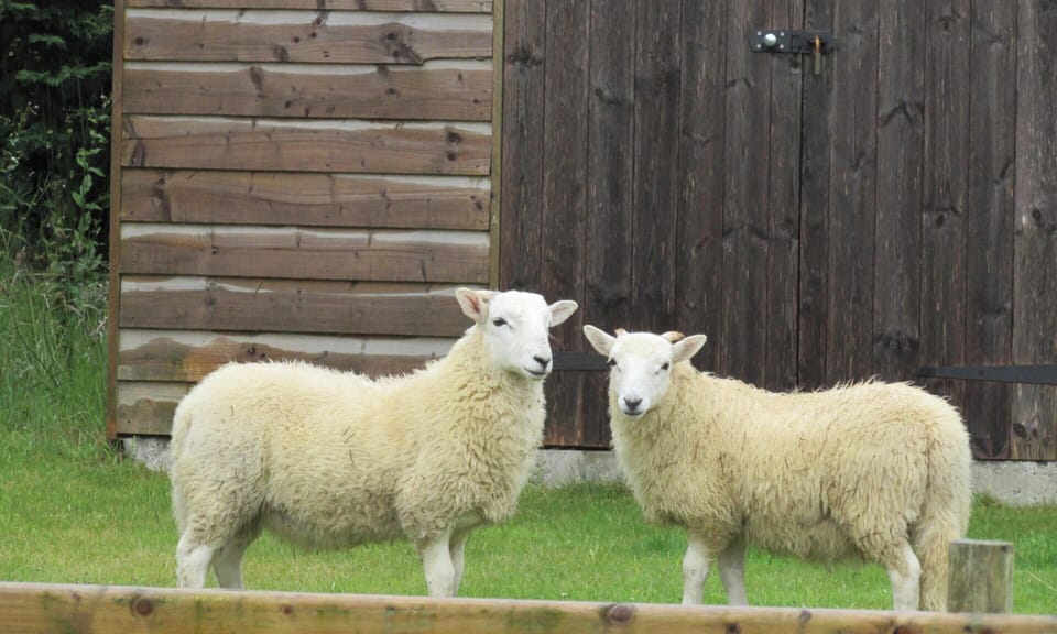 Visitors to the Parlour garden!