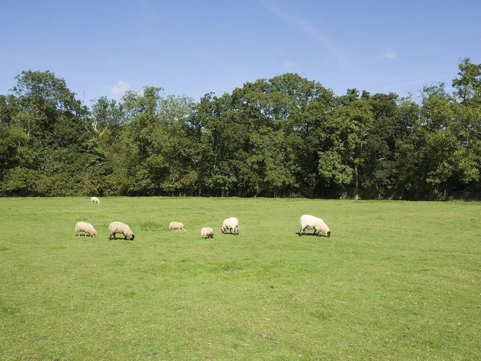 The Sheep
