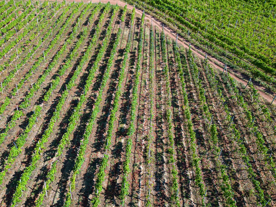 Vines 2