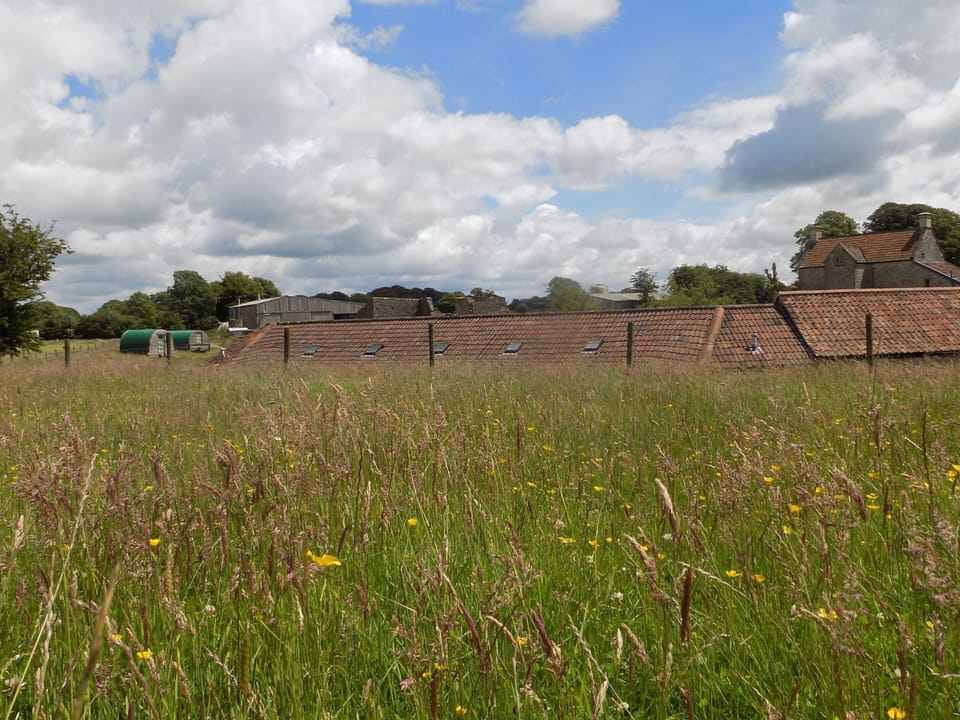 Barns + buttercups