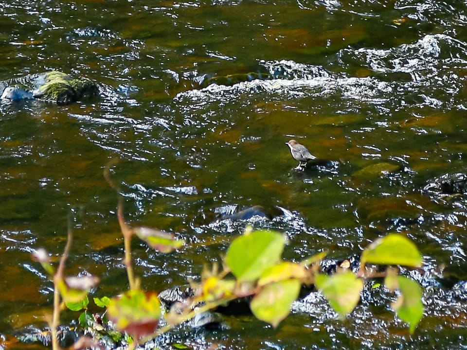 Dipper from River Viewing Deck