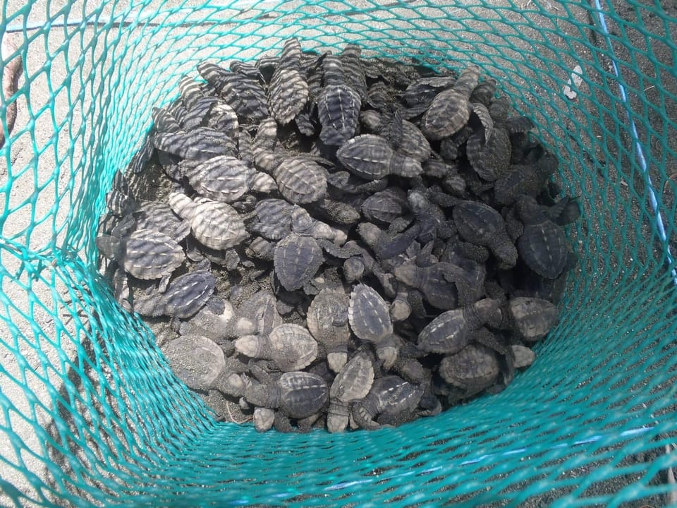 Release baby turtles
