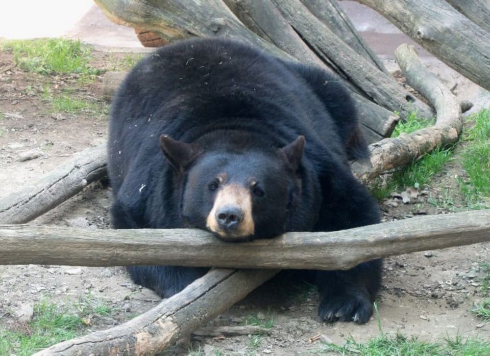 OBER GATLINBURG Wildlife Habitat-See bears, owls, birds, otters. raccoons, etc
