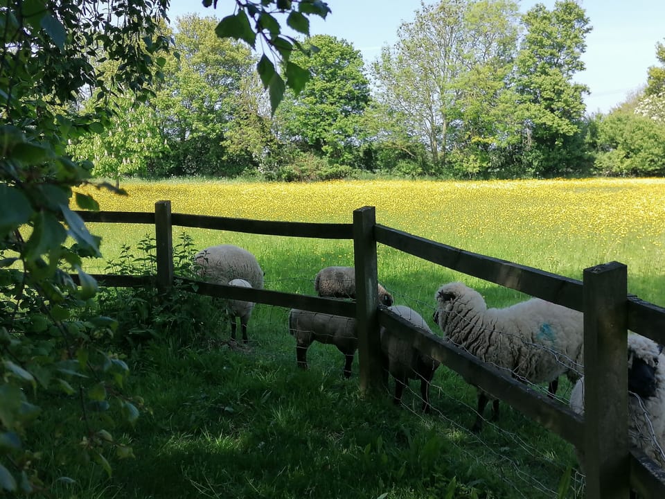 Sheep in the paddock
