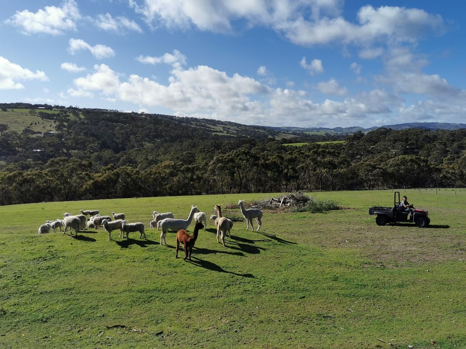 Farm animals