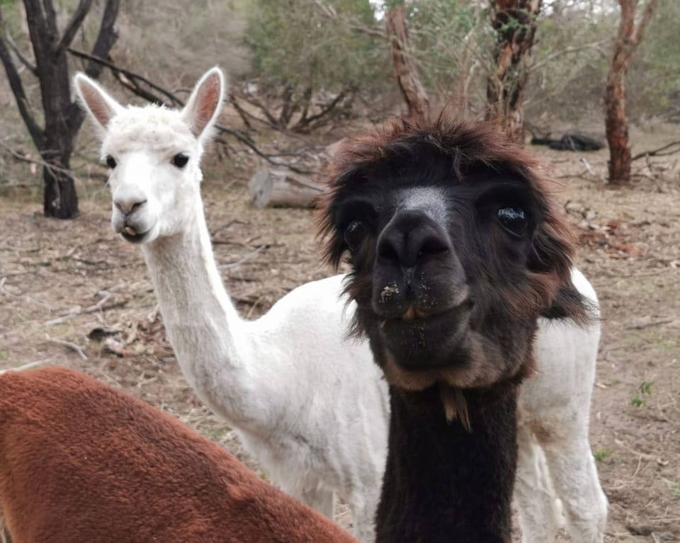 Beautiful furry friends