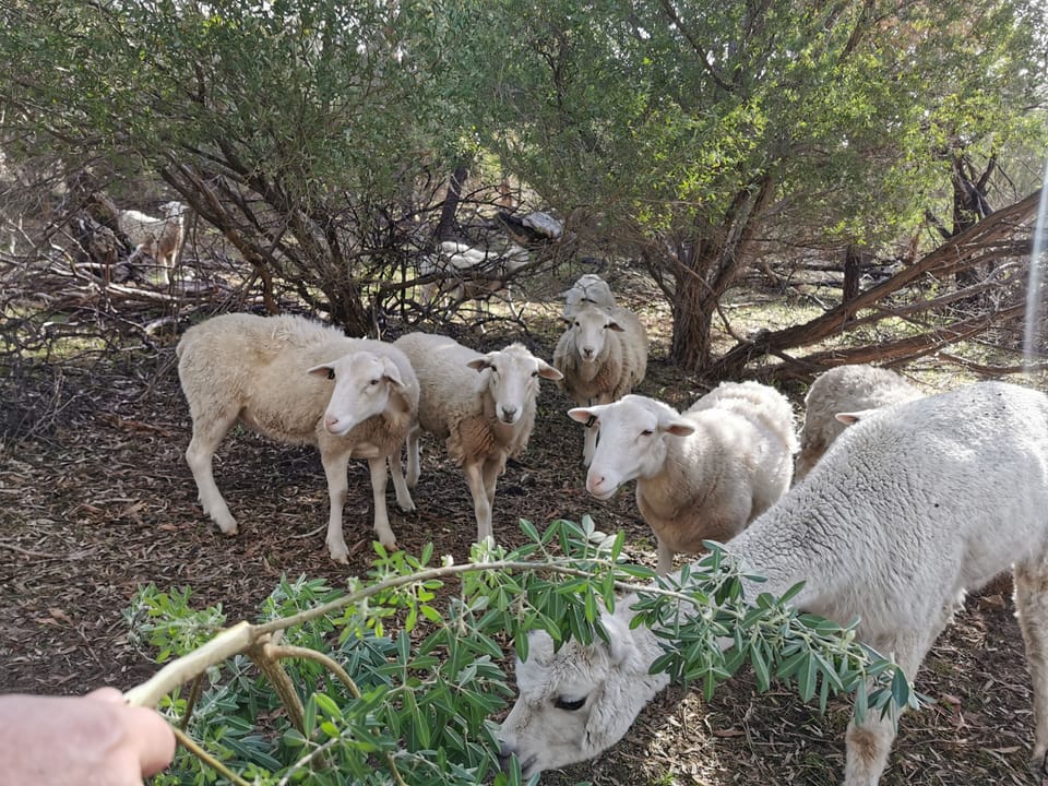 Our sheep and alpacas