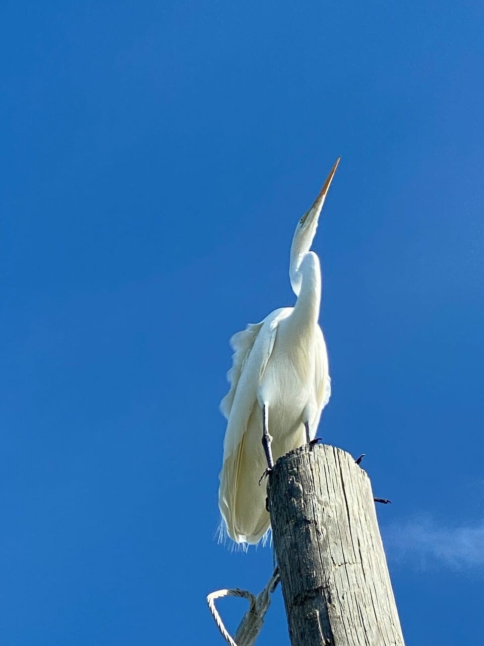 Local Egret 