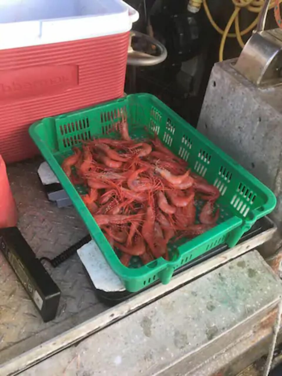 An assortment of fresh seafood is available from the docks at the Comox Harbour.