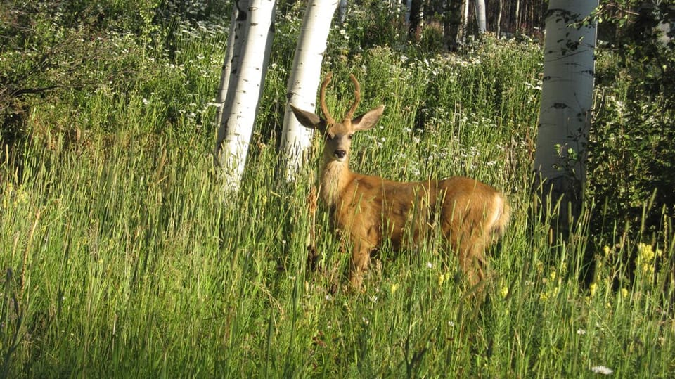 Wildlife sightings frequently