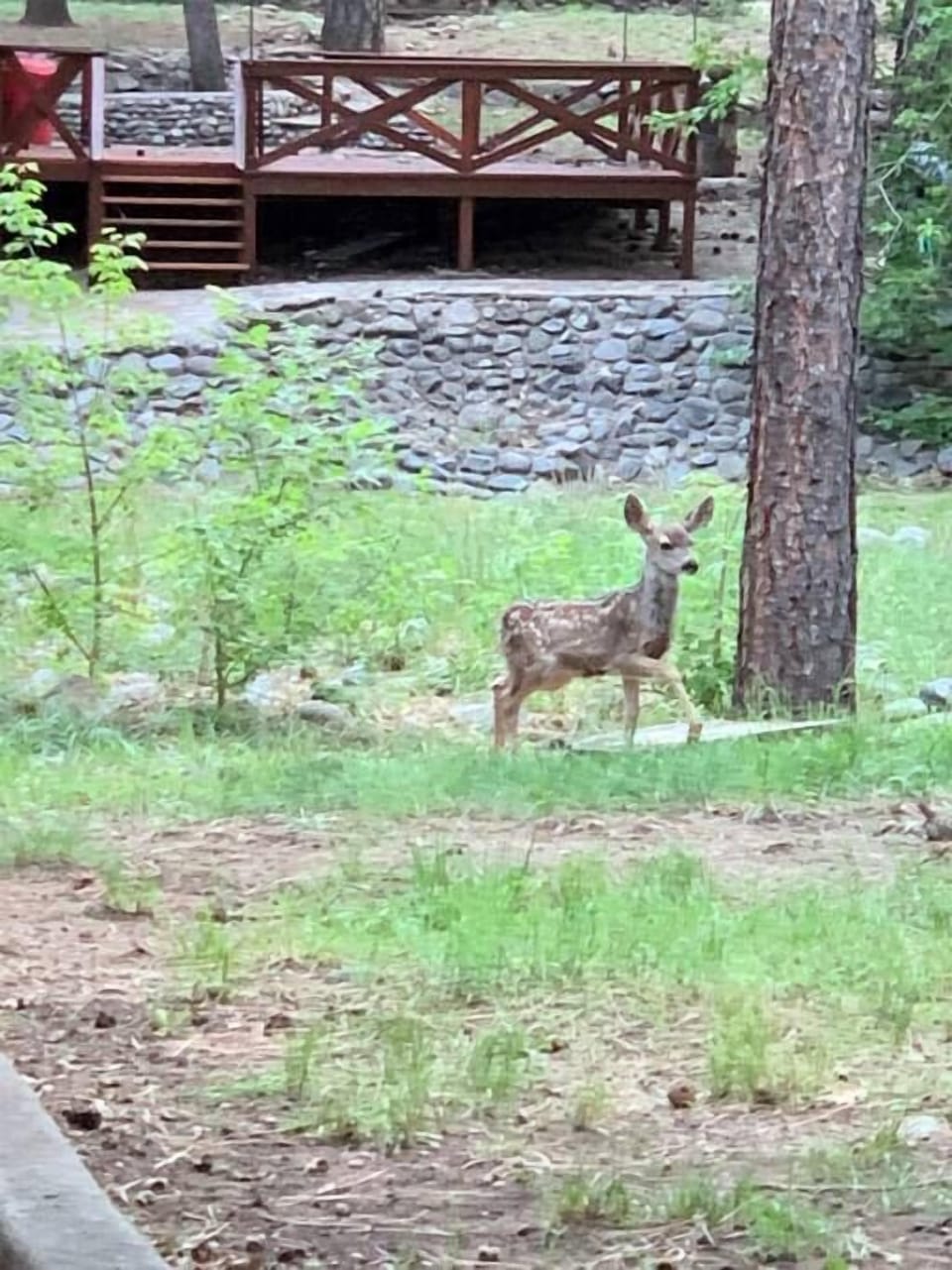 Backyard - Fawn