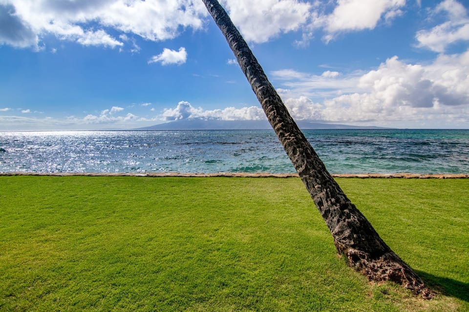 You may even spot some sea turtle activity!