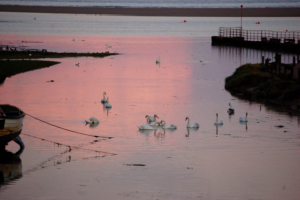 Swans on the lazy river at sunset