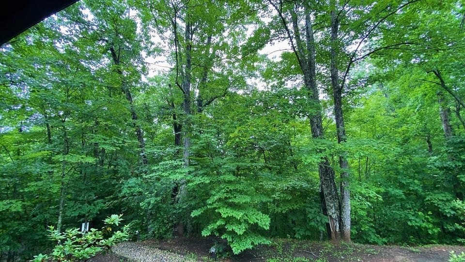Treehouse B View