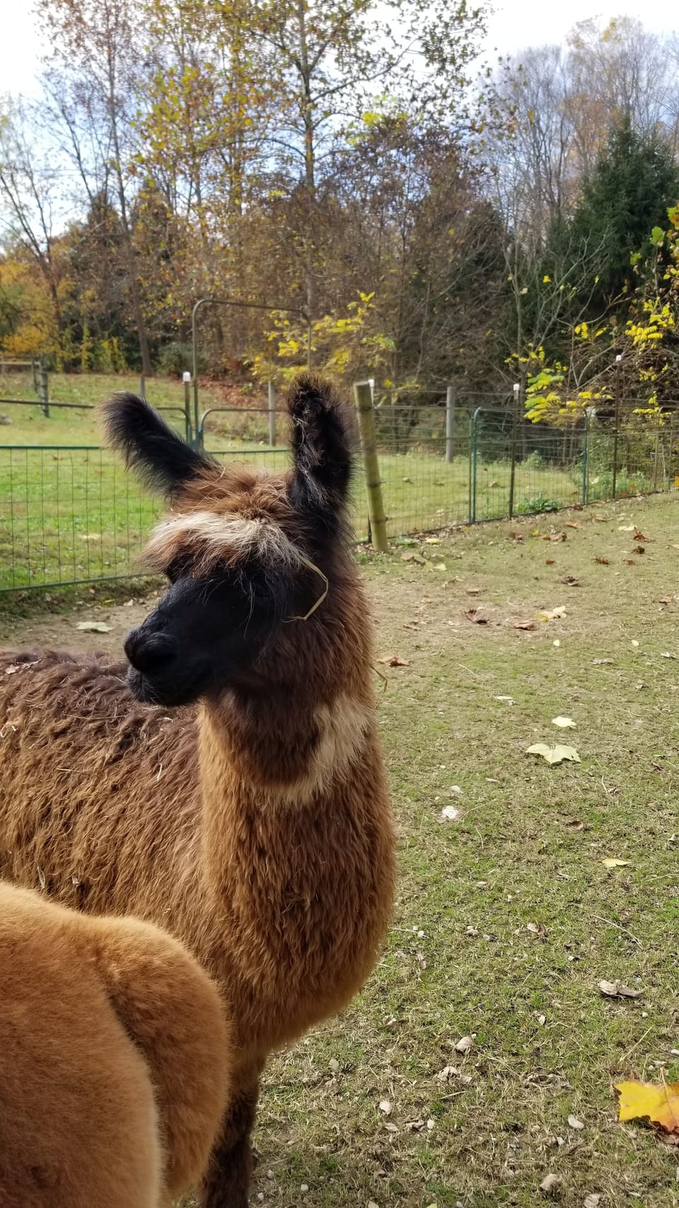 Alpaca Experience nearby. ask for our guidebook
