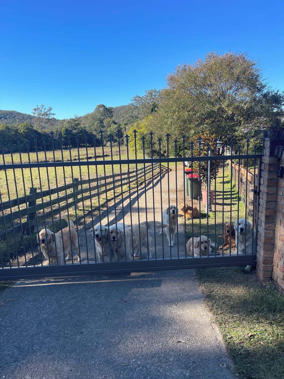 Pet-friendly