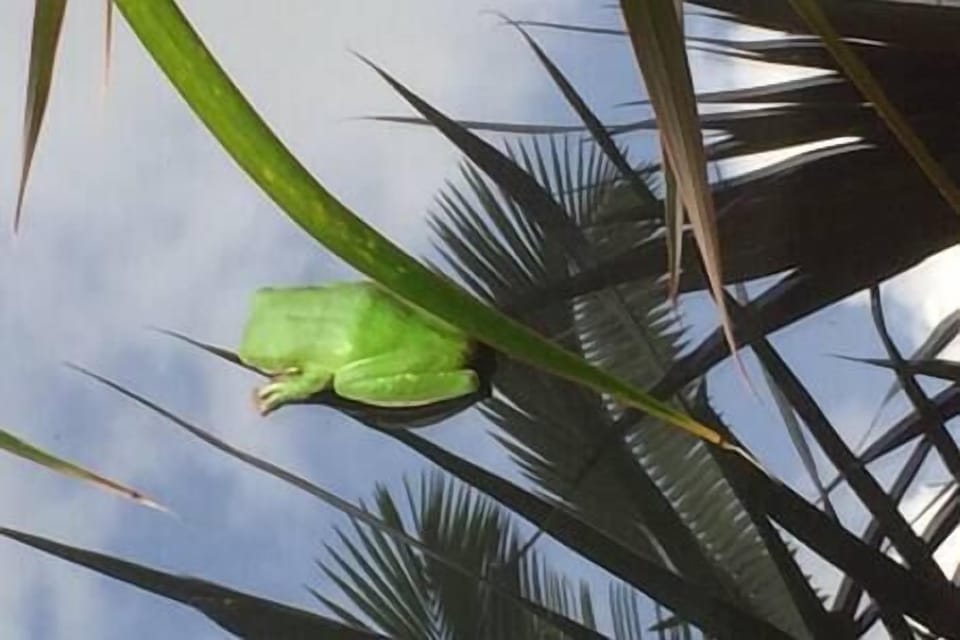 Friendly guest (Green tree frog)