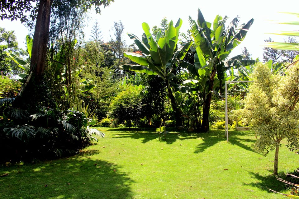 our beautiful green garden where dreams are inspired