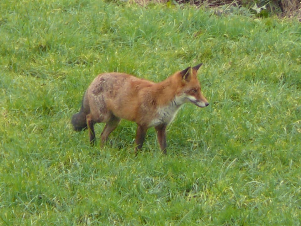 Early morning visitor in the garden