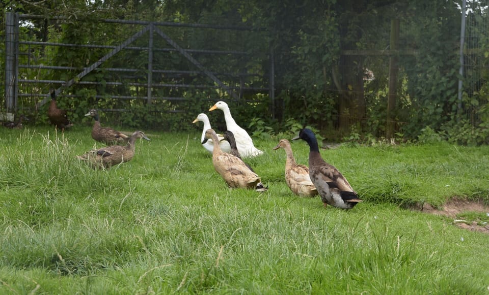 Ducks found on site