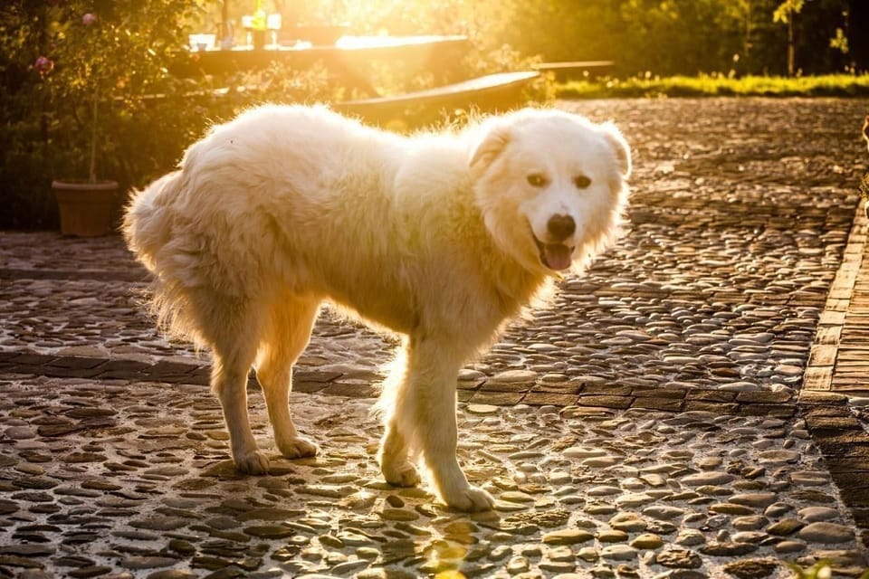 Pet-friendly