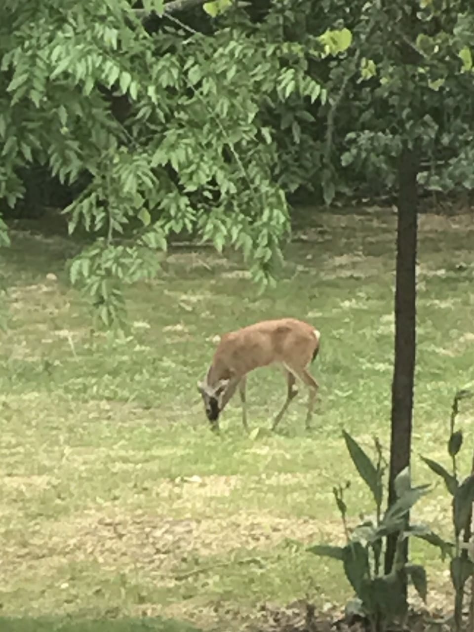 Nature comes to you
