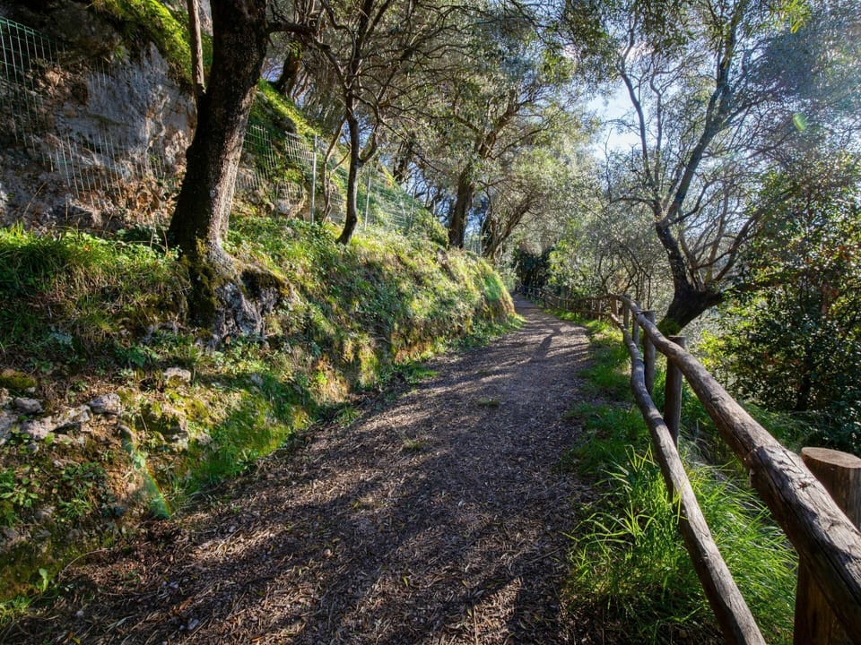 Plant, Branch, Natural Landscape, Wood, Tree, Road Surface, Twig, Trunk, Woody Plant, Grass