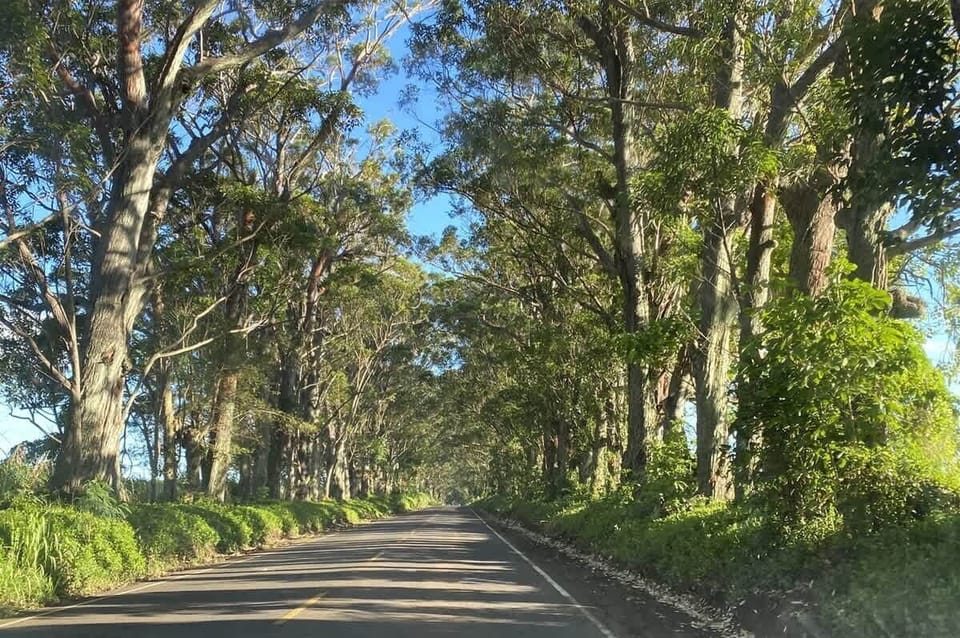 Tree Tunnel Road