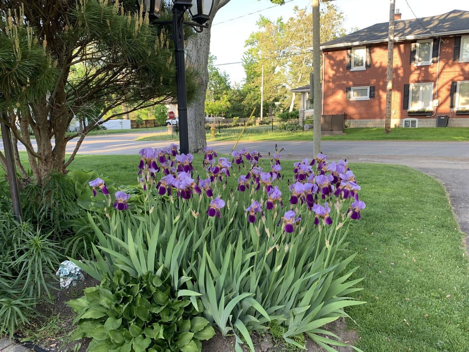 Beautiful grounds with lots of perennials