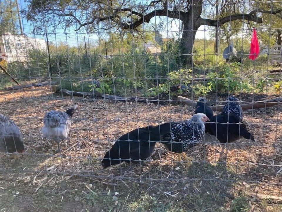 Free range chickens on the property