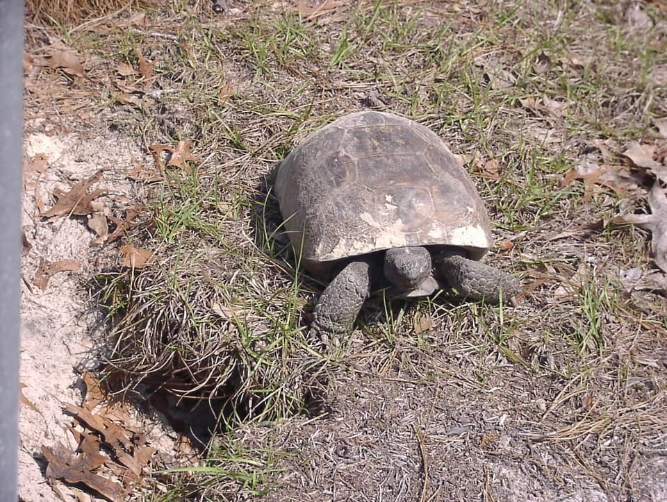 Our resident tortoise