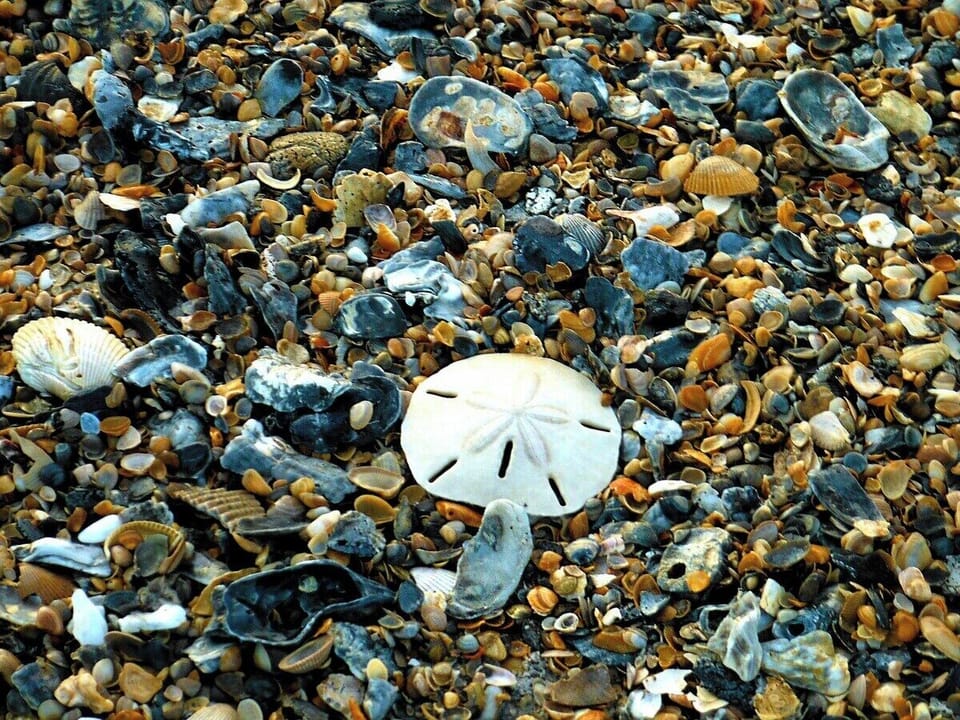 Great Beaches for Shell and Shark Tooth Hunting