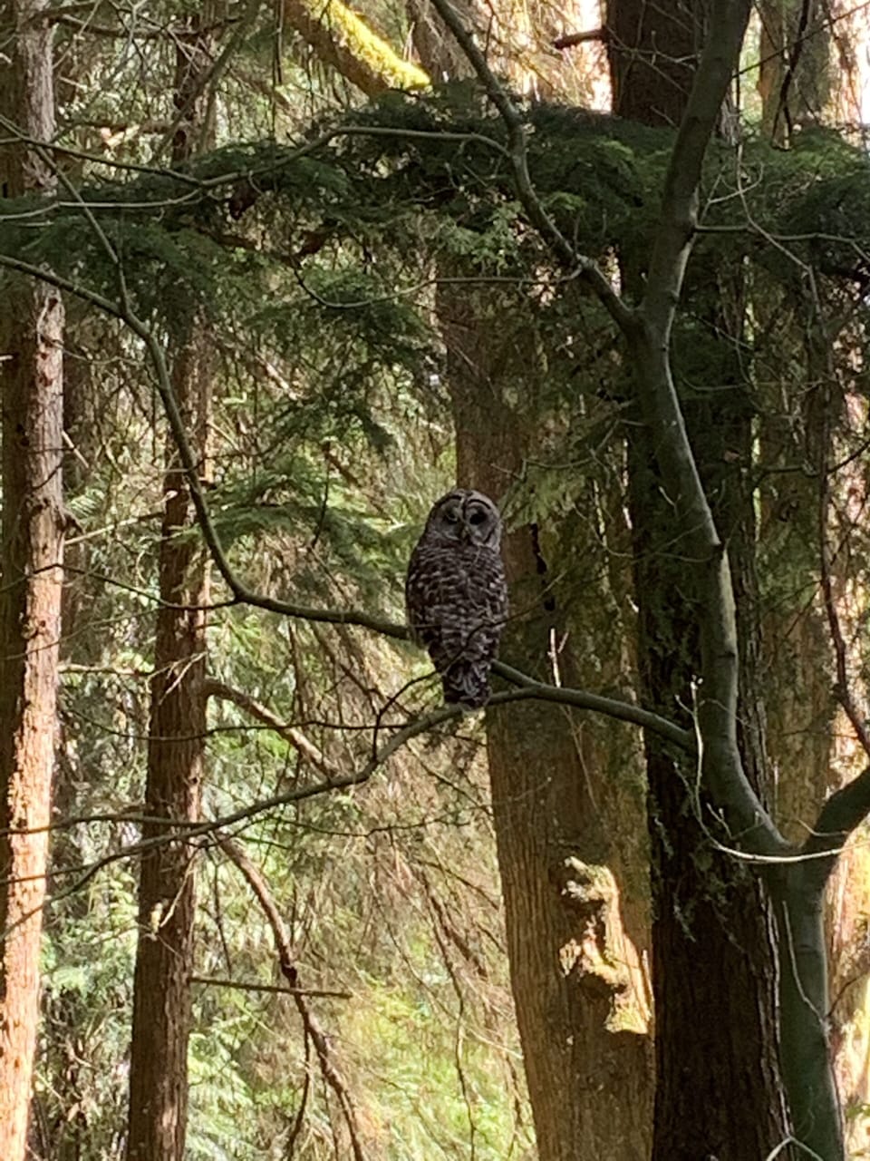 Barred owls are frequent visitors.