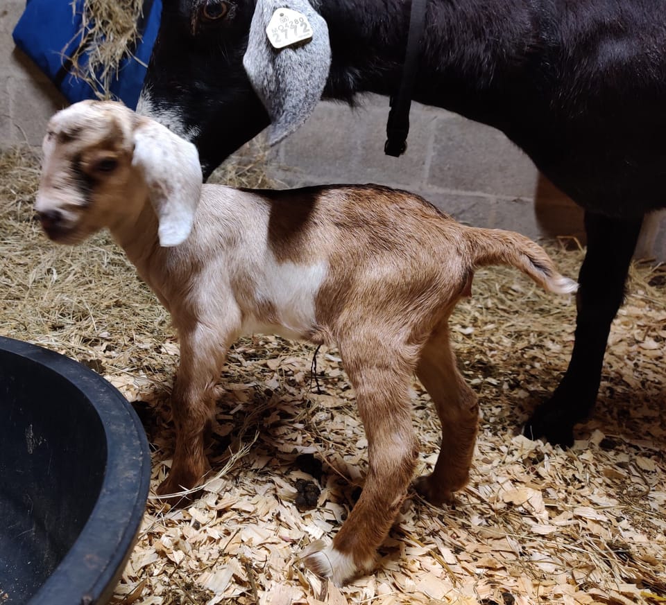 Baby Goats in the Spring