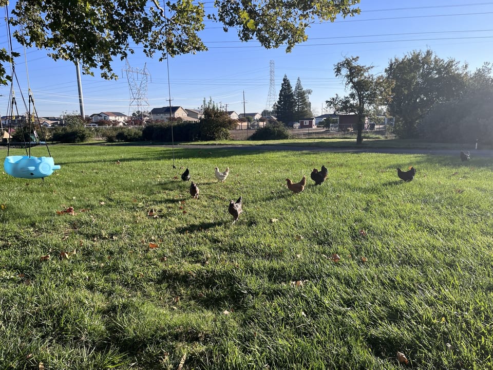 Our chickens are free range
