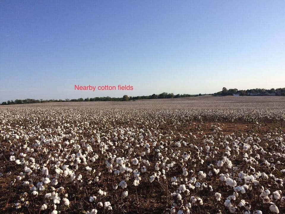 Ohhh when the cotton is blooming!