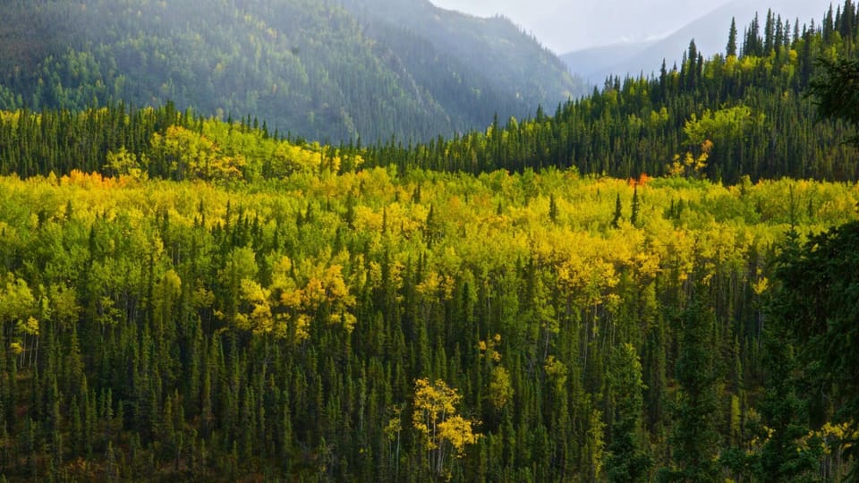Denali Park in the Fall