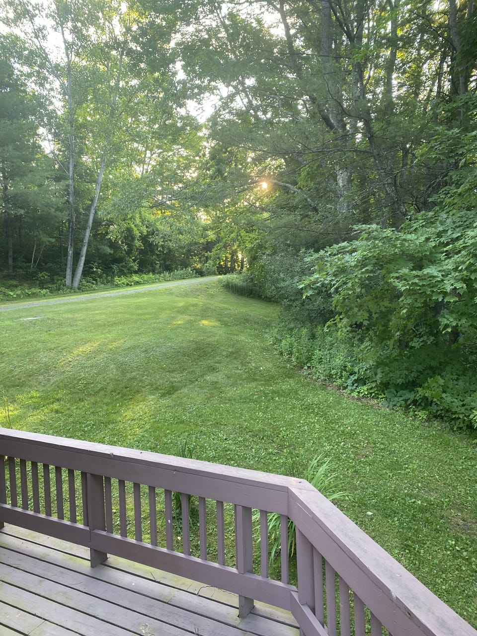 Backyard in summer