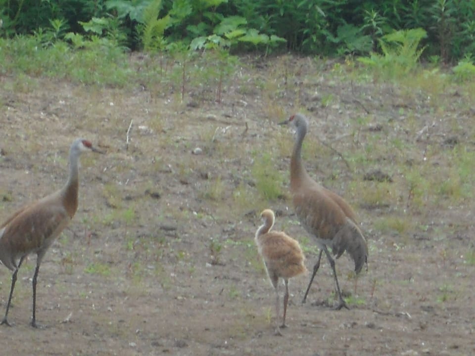 Sandhills cranes… noisy critters!