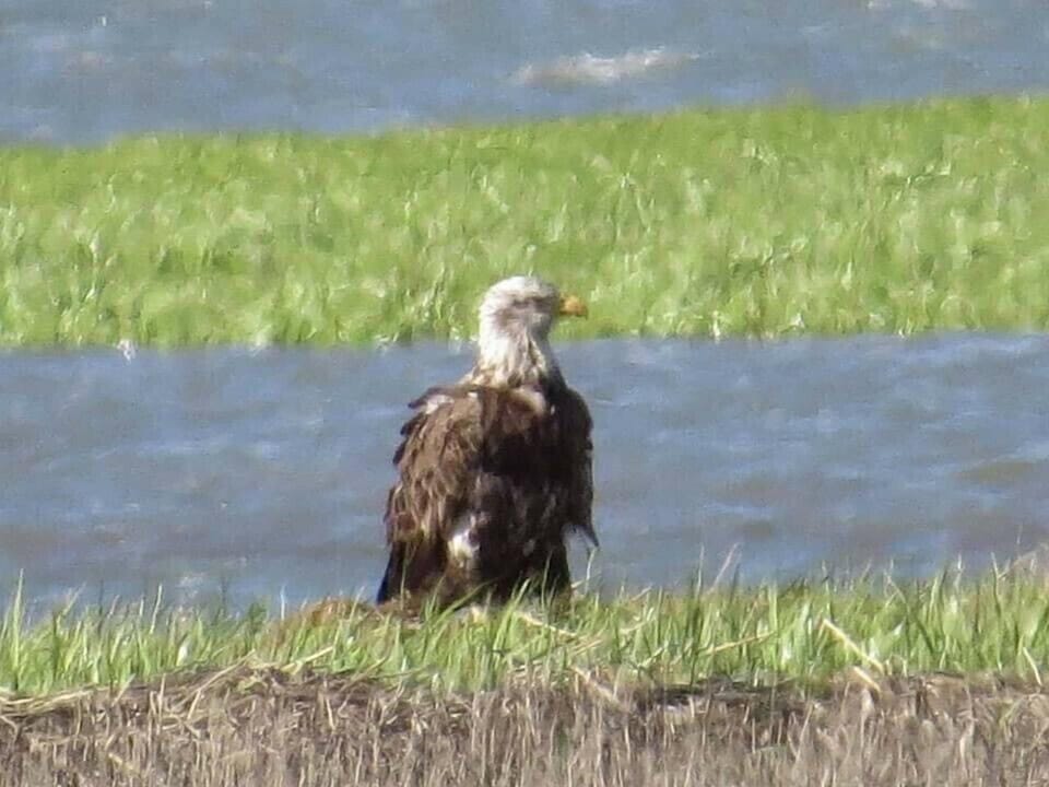 Yes, even the American Bald Eagle likes it at the Landing