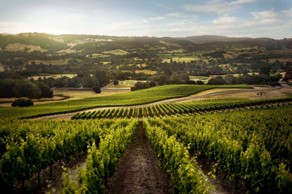 Sun-drenched vineyard views perfect for peaceful escapes