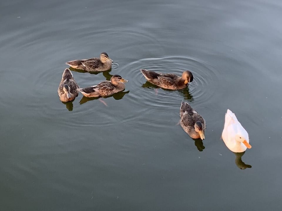 Visit from the neighbors