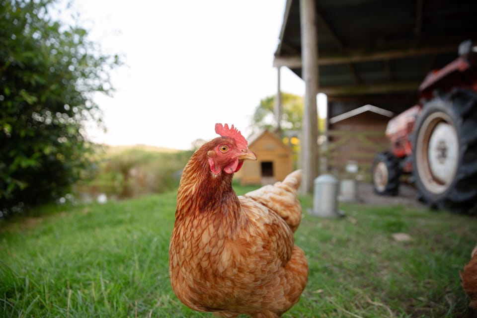 One of chickens near the tractor shed