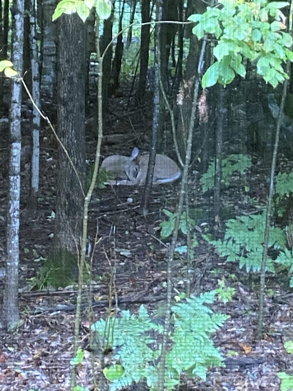 Deer wander and take rests out back. 