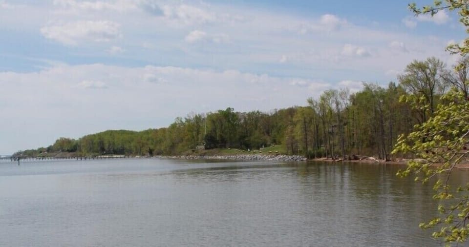 Downs Park, dog beach area.